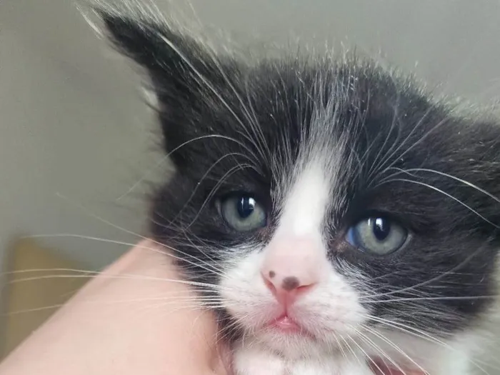 Gato ra a SRD-ViraLata idade Abaixo de 2 meses nome Flunfers