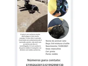 Gato raça SRD-ViraLata idade 4 anos nome Sete