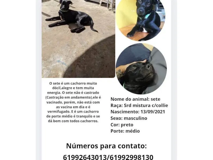 Gato ra a SRD-ViraLata idade 4 anos nome Sete