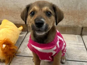 Cachorro raça SRD-ViraLata idade 2 a 6 meses nome Minnie