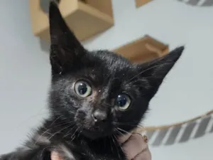 Gato raça SRD-ViraLata idade 2 a 6 meses nome Mia