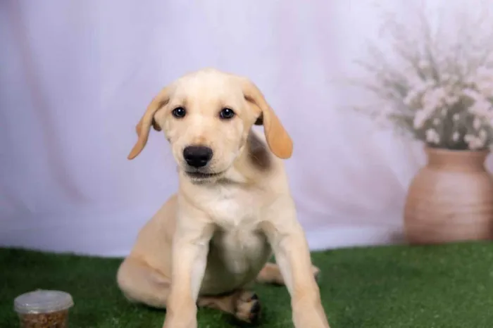 Cachorro ra a SRD-ViraLata idade 2 a 6 meses nome Lucca 