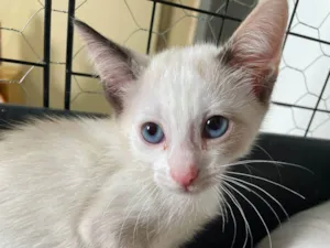 Gato raça SRD-ViraLata idade 2 a 6 meses nome Linda