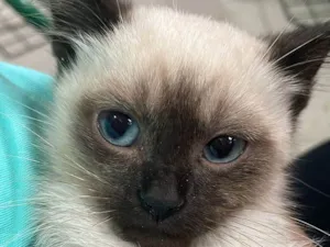 Gato raça Siamês idade 2 a 6 meses nome Sialinda