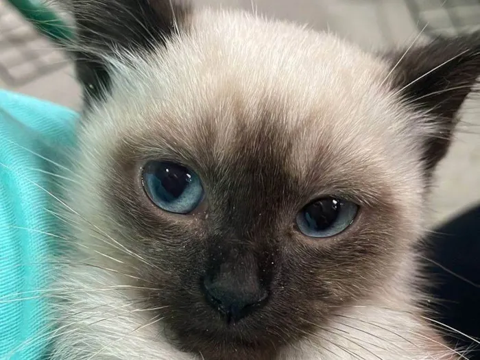 Gato ra a Siamês idade 2 a 6 meses nome Sialinda