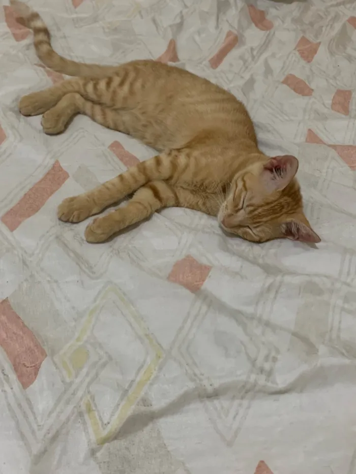Gato ra a SRD-ViraLata idade 1 ano nome brisa