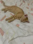 brisa