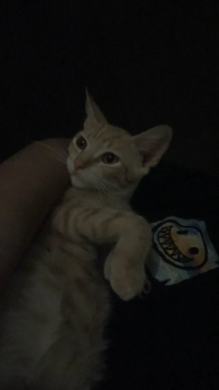 Gato ra a SRD-ViraLata idade 1 ano nome brisa