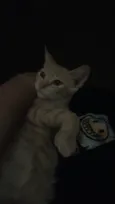 brisa
