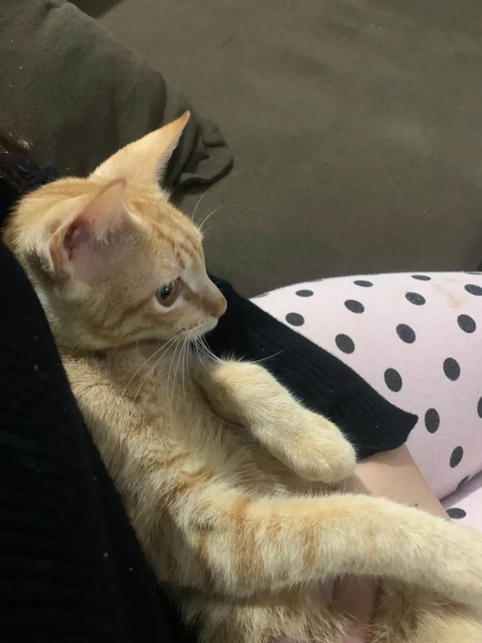 Gato ra a SRD-ViraLata idade 1 ano nome brisa
