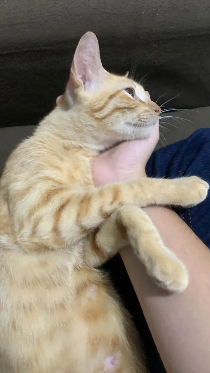 Gato ra a SRD-ViraLata idade 1 ano nome brisa