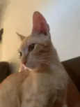 brisa