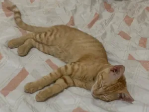 Gato raça SRD-ViraLata idade 1 ano nome brisa