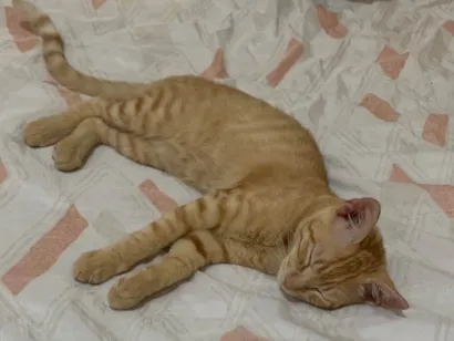 Gato raça SRD-ViraLata idade 1 ano nome brisa