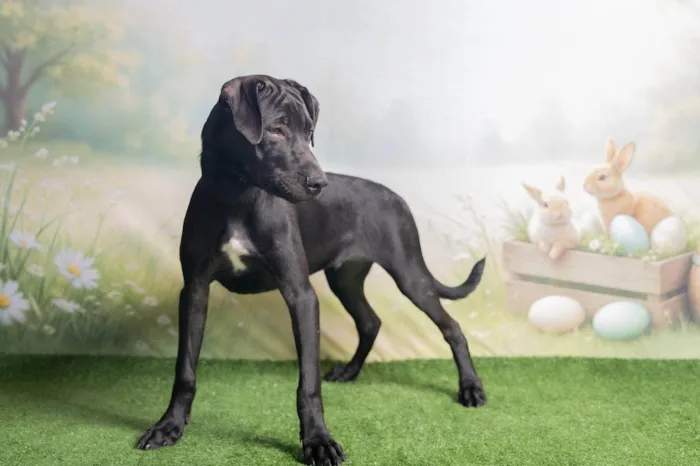 Cachorro ra a SRD-ViraLata idade 2 a 6 meses nome Bento 