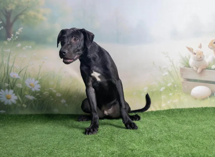 Cachorro ra a SRD-ViraLata idade 2 a 6 meses nome Bento 