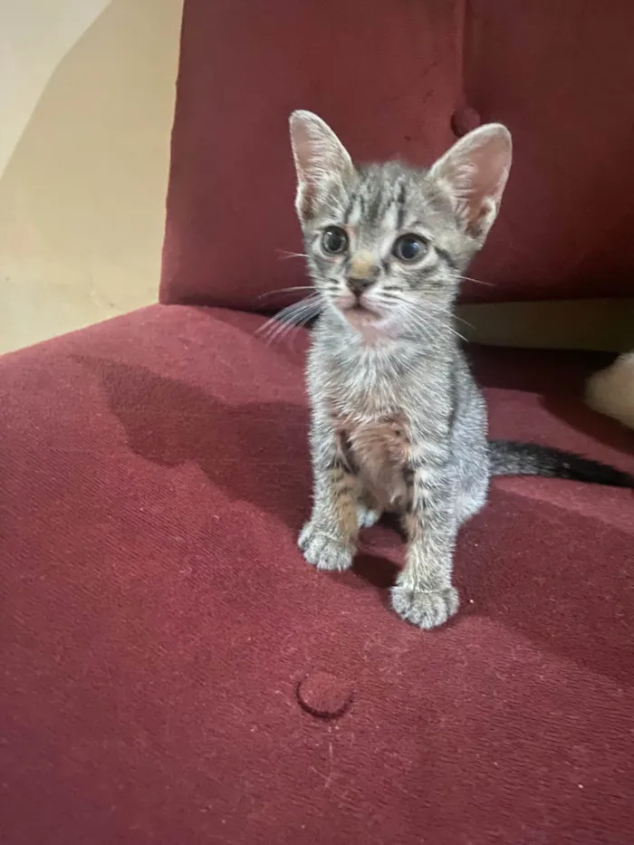 Gato ra a SRD-ViraLata idade Abaixo de 2 meses nome S/N