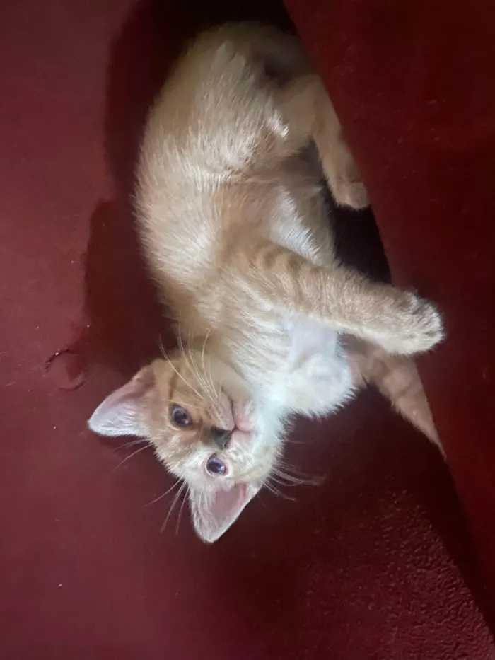 Gato ra a SRD-ViraLata idade Abaixo de 2 meses nome S/N