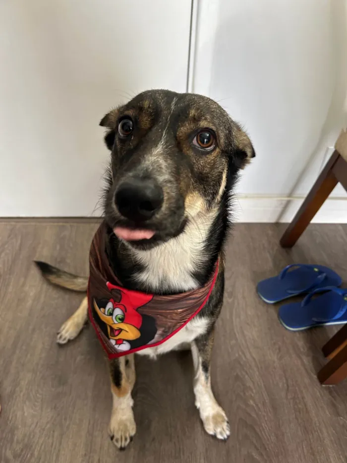 Cachorro ra a SRD-ViraLata idade 2 anos nome Luke