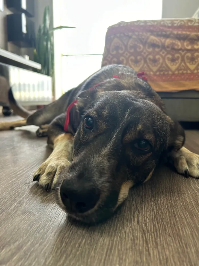 Cachorro ra a SRD-ViraLata idade 2 anos nome Luke