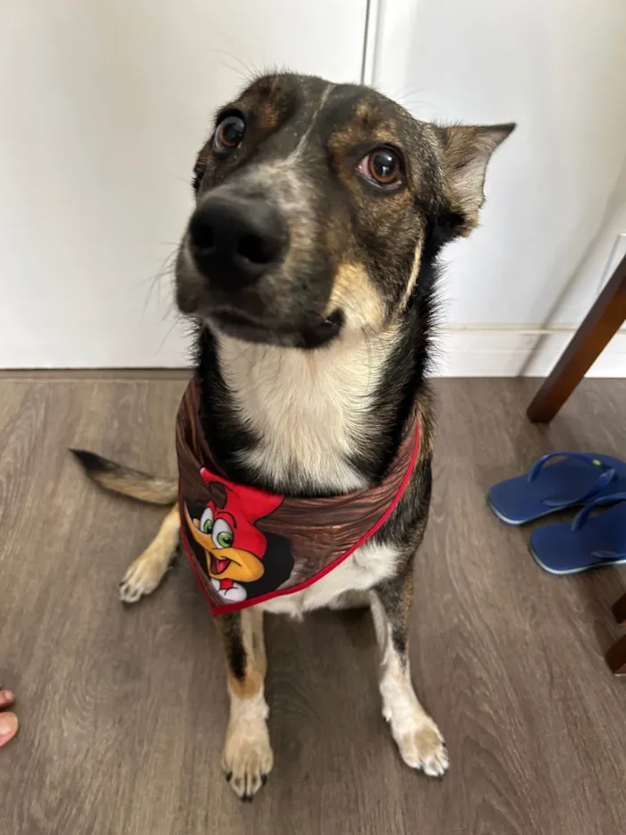 Cachorro ra a SRD-ViraLata idade 2 anos nome Luke