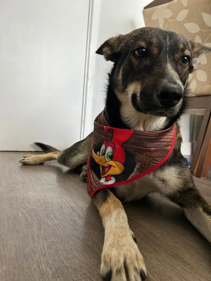 Cachorro ra a SRD-ViraLata idade 2 anos nome Luke