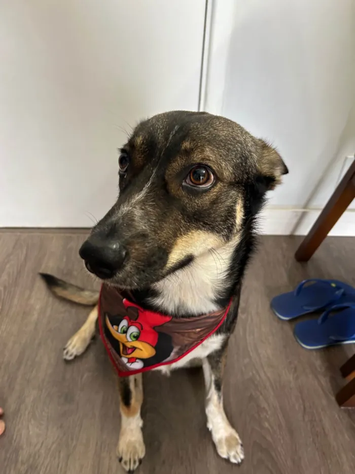 Cachorro ra a SRD-ViraLata idade 2 anos nome Luke