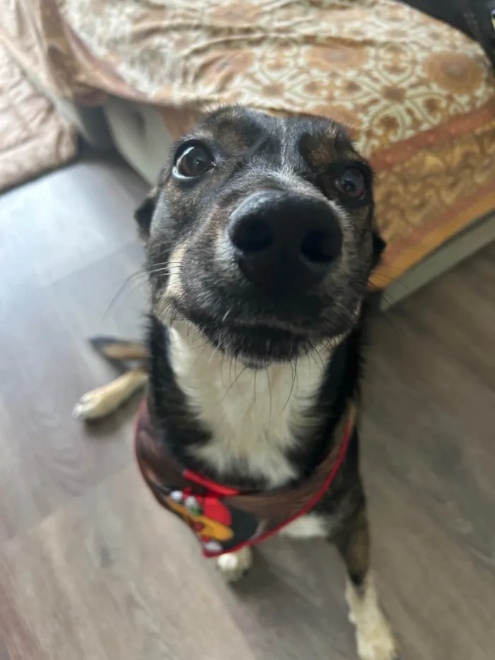Cachorro ra a SRD-ViraLata idade 2 anos nome Luke