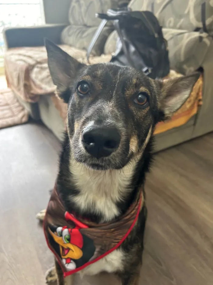 Cachorro ra a SRD-ViraLata idade 2 anos nome Luke
