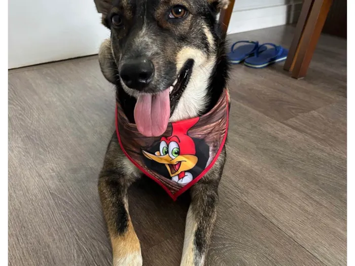 Cachorro ra a SRD-ViraLata idade 2 anos nome Luke