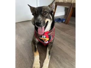 Cachorro raça SRD-ViraLata idade 2 anos nome Luke