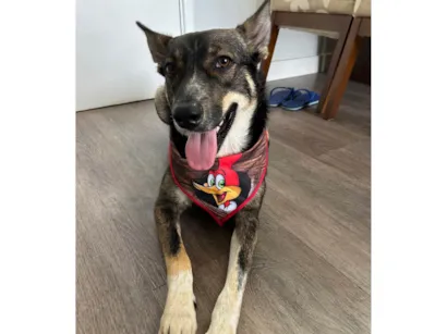 Cachorro raça SRD-ViraLata idade 2 anos nome Luke