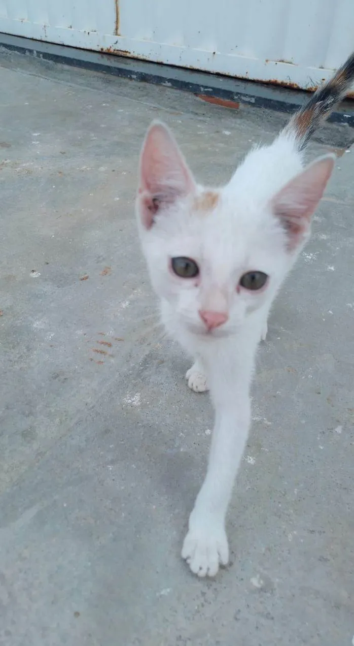 Gato ra a SRD-ViraLata idade 2 a 6 meses nome Josefina