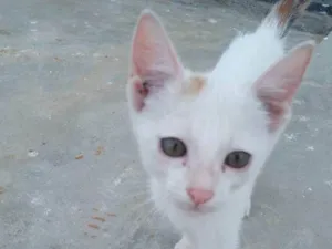 Gato raça SRD-ViraLata idade 2 a 6 meses nome Josefina