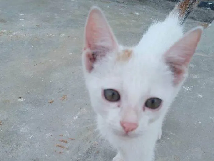 Gato ra a SRD-ViraLata idade 2 a 6 meses nome Josefina