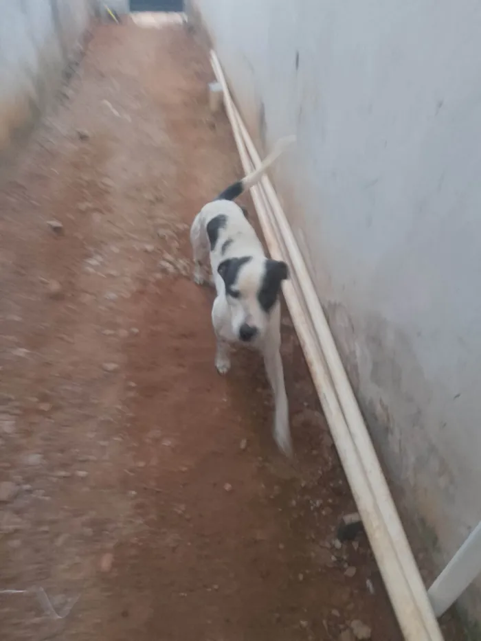 Cachorro ra a SRD-ViraLata idade 1 ano nome Thor