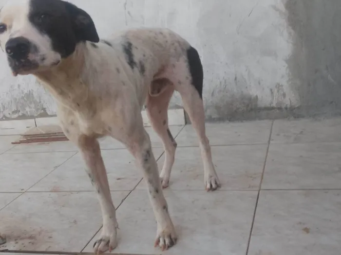 Cachorro ra a SRD-ViraLata idade 1 ano nome Thor