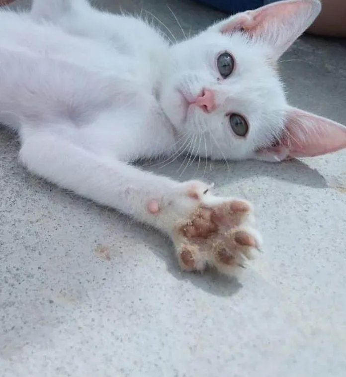 Gato ra a SRD-ViraLata idade 2 a 6 meses nome Josefina