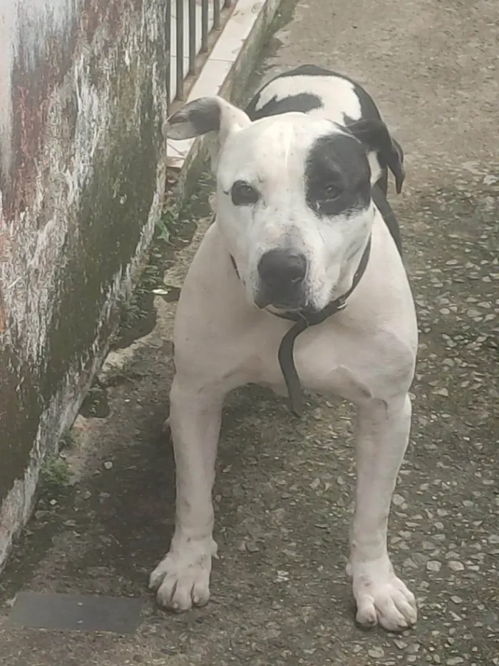 Cachorro ra a Pit-Bull idade 6 ou mais anos nome Akilis 