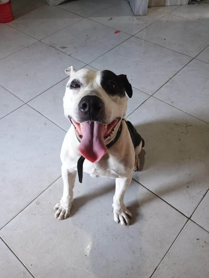 Cachorro ra a Pit-Bull idade 6 ou mais anos nome Akilis 