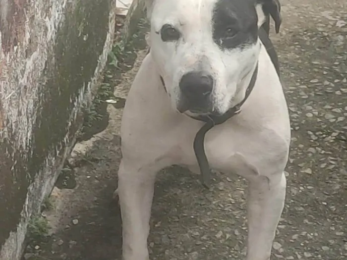 Cachorro ra a Pit-Bull idade 6 ou mais anos nome Akilis 