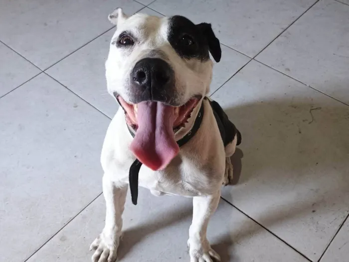 Cachorro ra a Pit-Bull idade 6 ou mais anos nome Akilis 