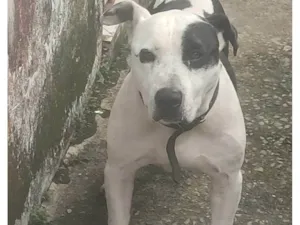 Cachorro raça Pit-Bull idade 6 ou mais anos nome Akilis 