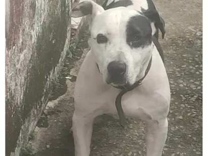 Cachorro raça Pit-Bull idade 6 ou mais anos nome Akilis 