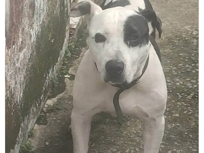 Cachorro ra a Pit-Bull idade 6 ou mais anos nome Akilis 