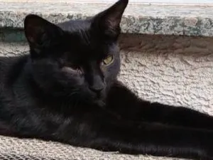 Gato raça SRD-ViraLata idade 2 a 6 meses nome Black