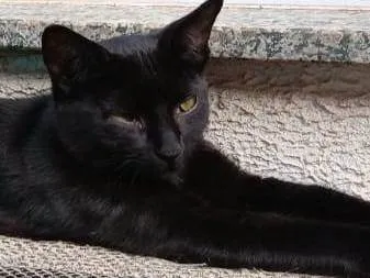 Gato ra a SRD-ViraLata idade 2 a 6 meses nome Black