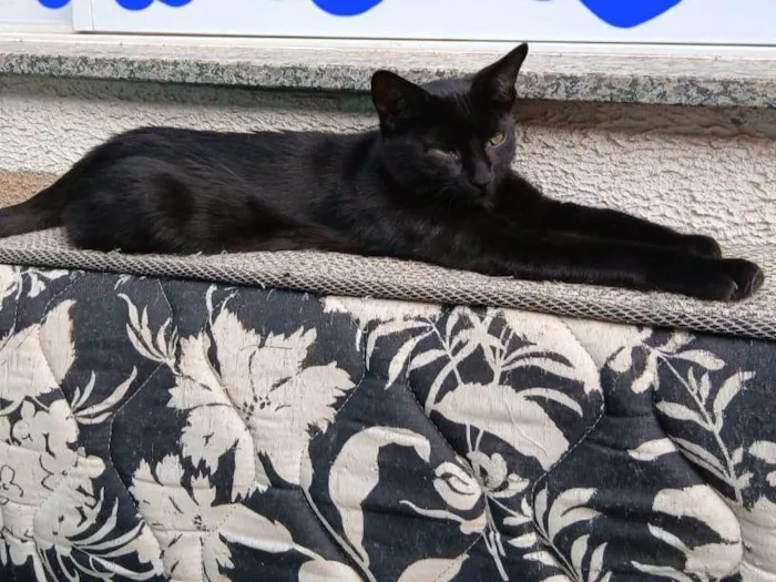 Gato ra a SRD-ViraLata idade 2 a 6 meses nome Black