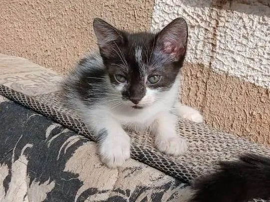 Gato ra a SRD-ViraLata idade 2 a 6 meses nome Frajola