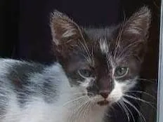 Gato ra a SRD-ViraLata idade 2 a 6 meses nome Frajola